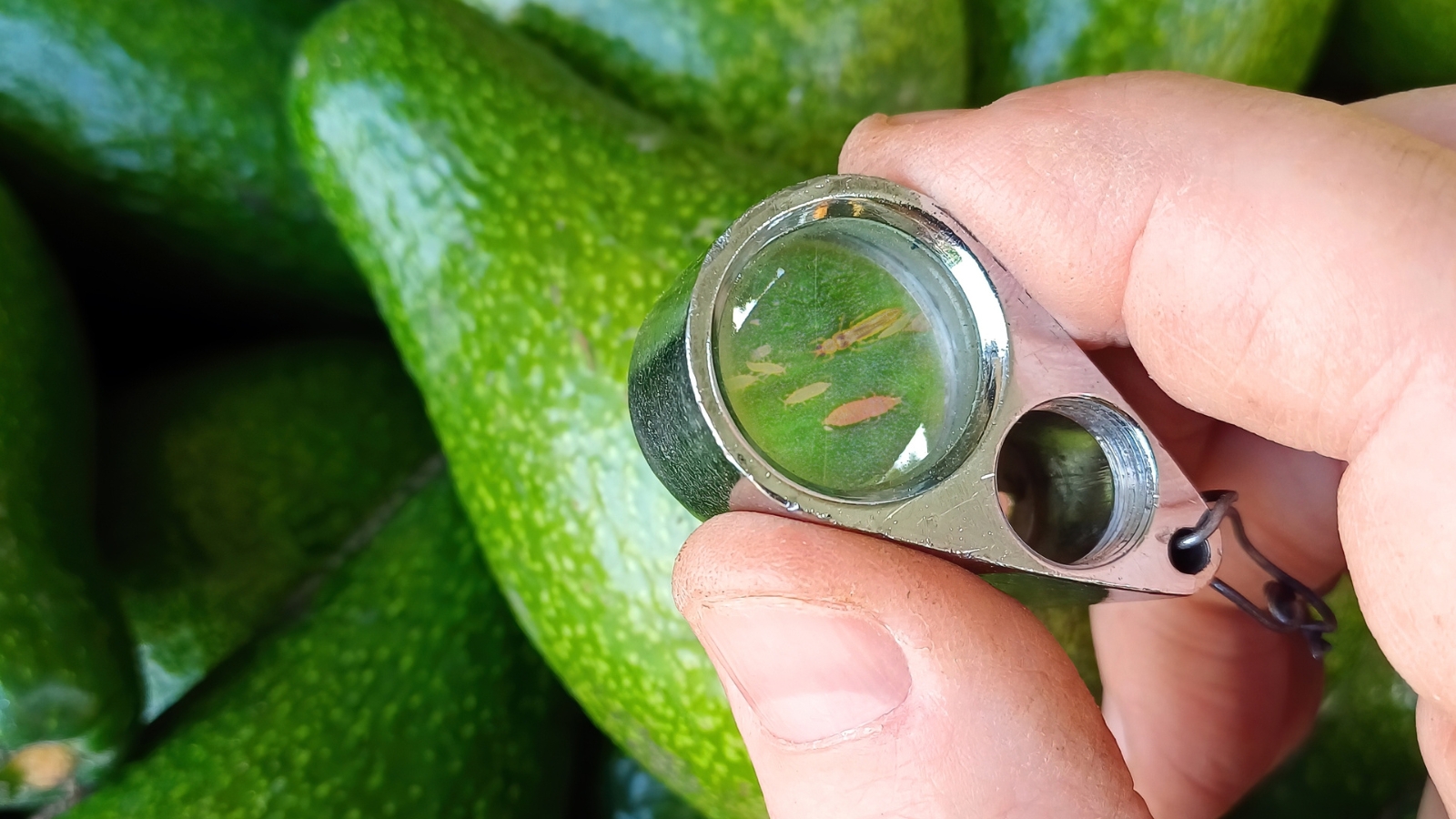 A person holds a magnifying lens over an avocado, revealing tiny Thysanoptera crawling on the leaf’s bumpy surface, while the glossy green skin of cucumbers lies nearby.