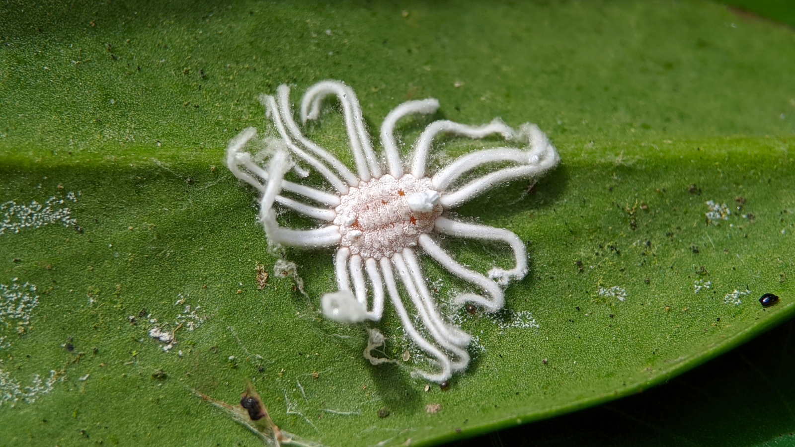 A delicate, star-shaped white structure with thin, thread-like arms spreads across the surface of a dark green leaf, creating a stark contrast against the smooth, glossy surface.