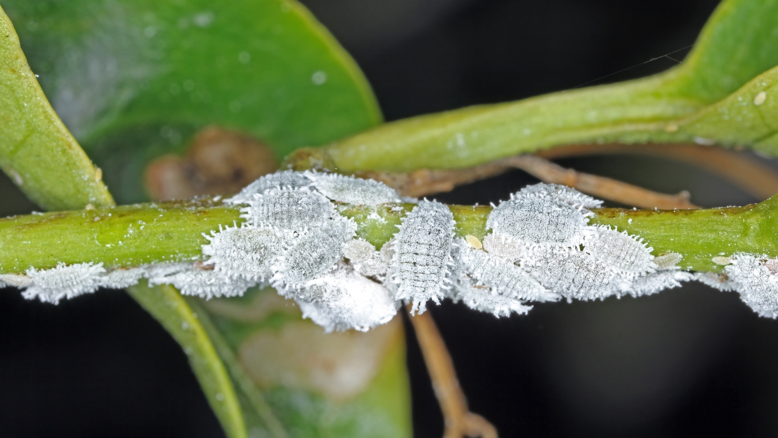 Clusters of soft, cotton-like white masses cling to the surface of a green stem, with wispy strands extending from the growth, contrasting sharply against the smooth plant surface.