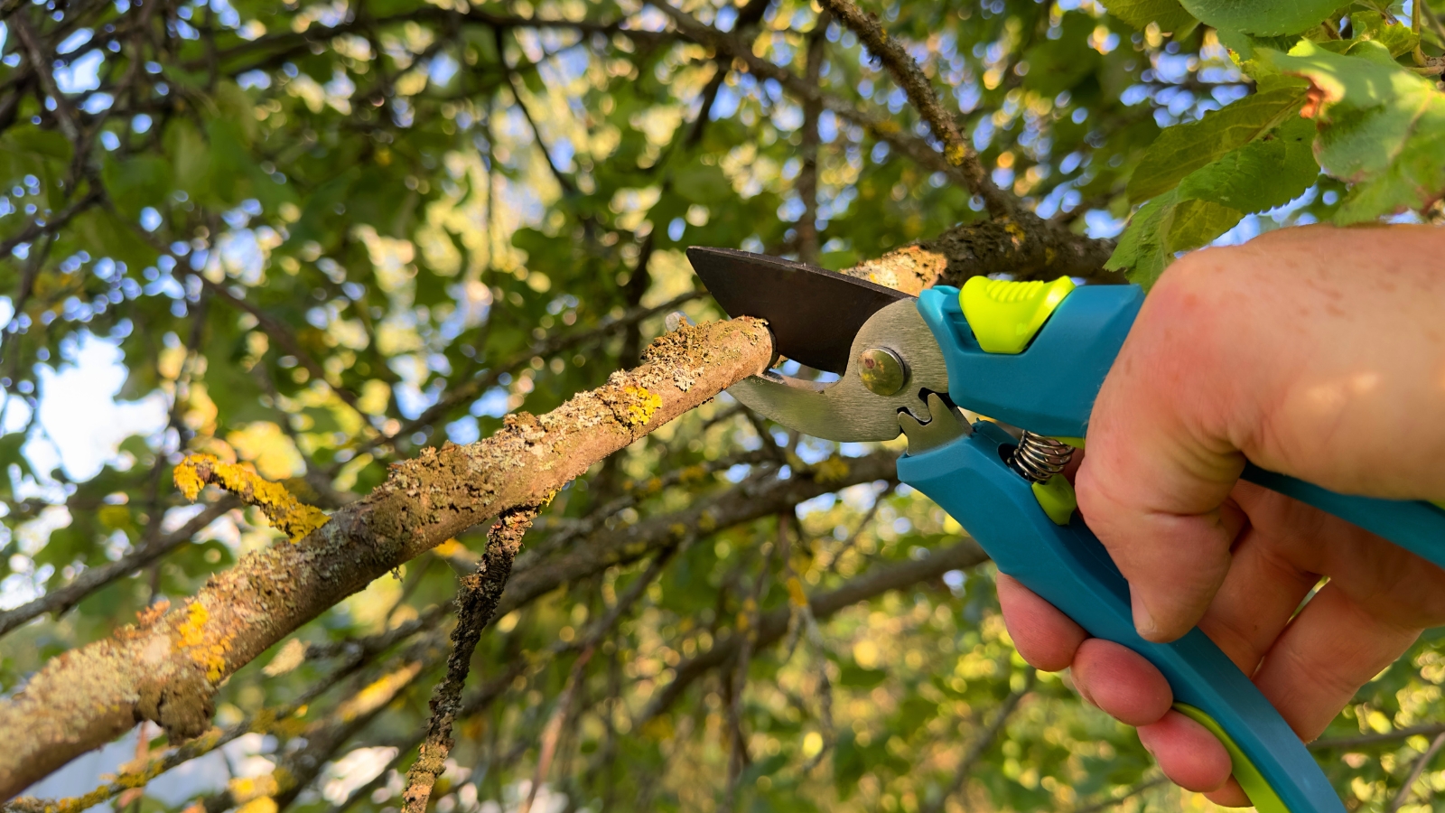 A hand tightly grips blue pruning shears, snipping a branch covered with rough brown bark, surrounded by lush green foliage in the background, with sunlight filtering through.