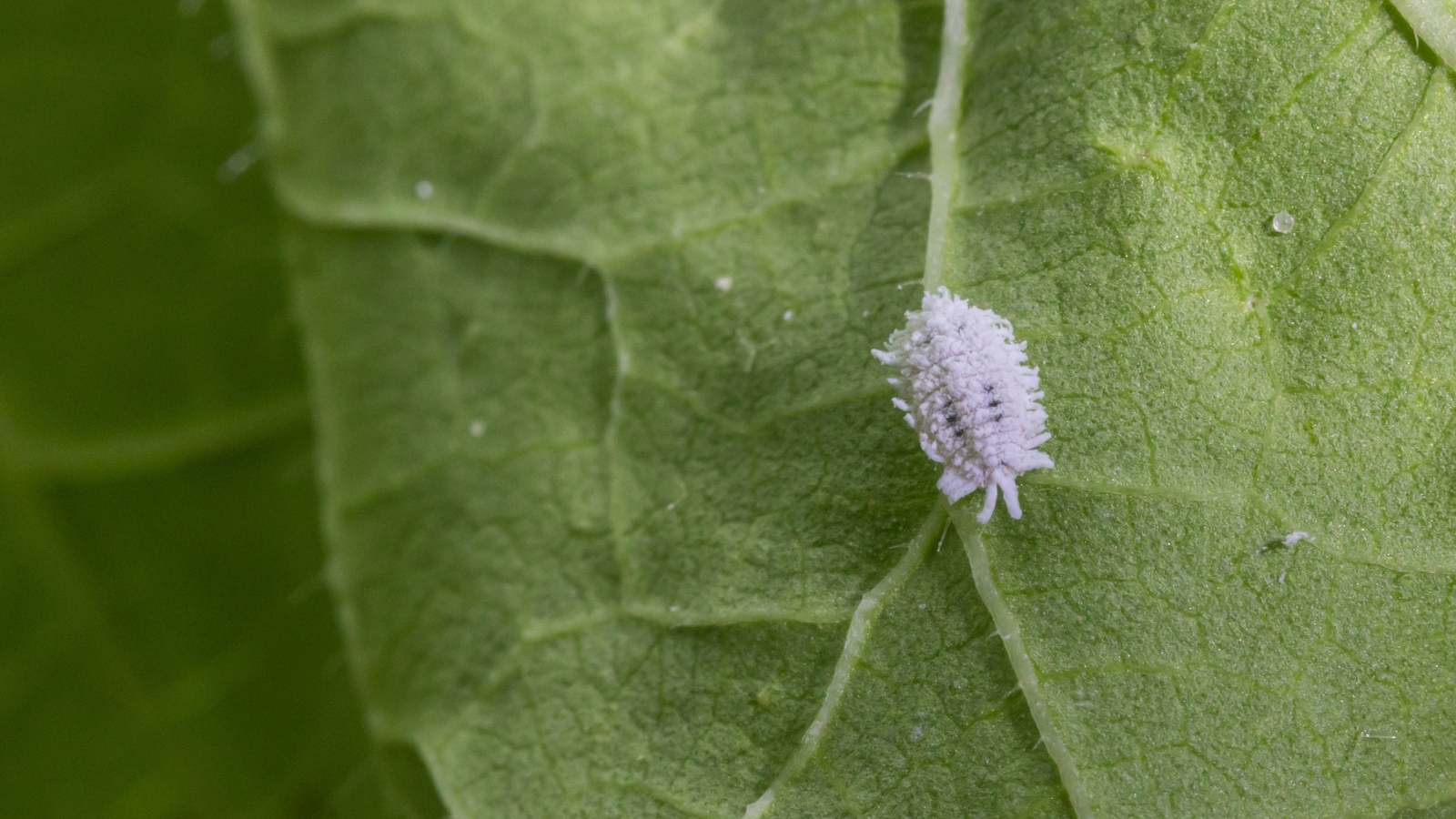 A small, fuzzy white bump clings to the surface of a deep green leaf, surrounded by fine strands of white, blending subtly into the softly lit environment.
