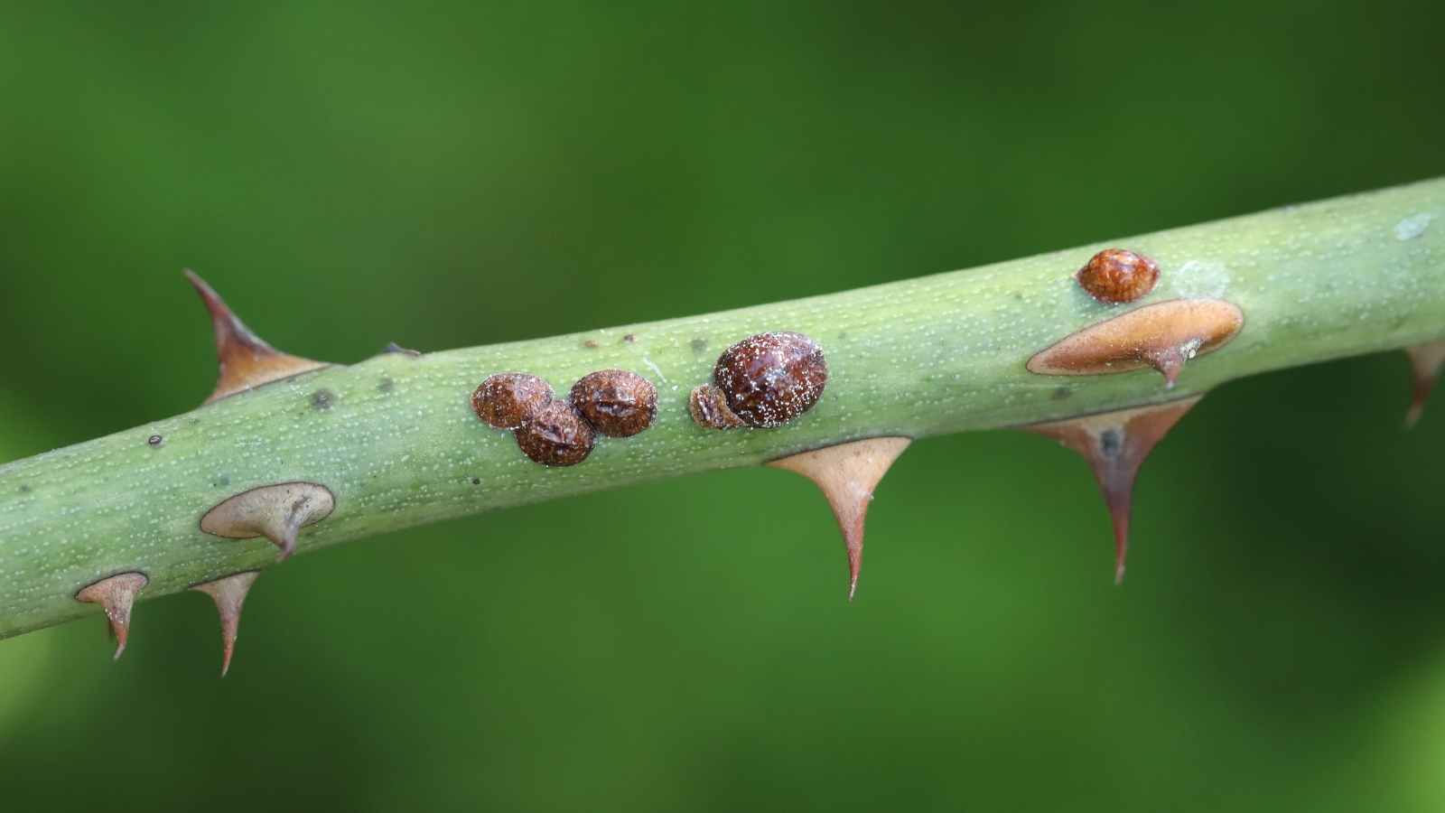 Several small, reddish-brown raised bumps dot the surface of a green, thorny stem, surrounded by sharp, thin spines pointing outward, with the smooth green surface partially visible.