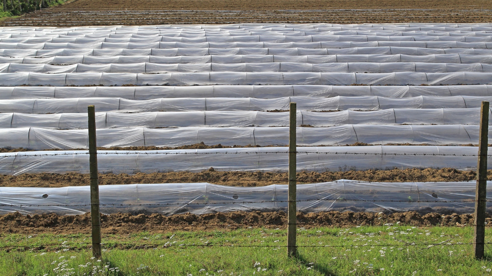 Rows of crops are shielded under large white covers spread across the fields, supported by stakes, designed to protect the plants from insects such as Thysanoptera.
