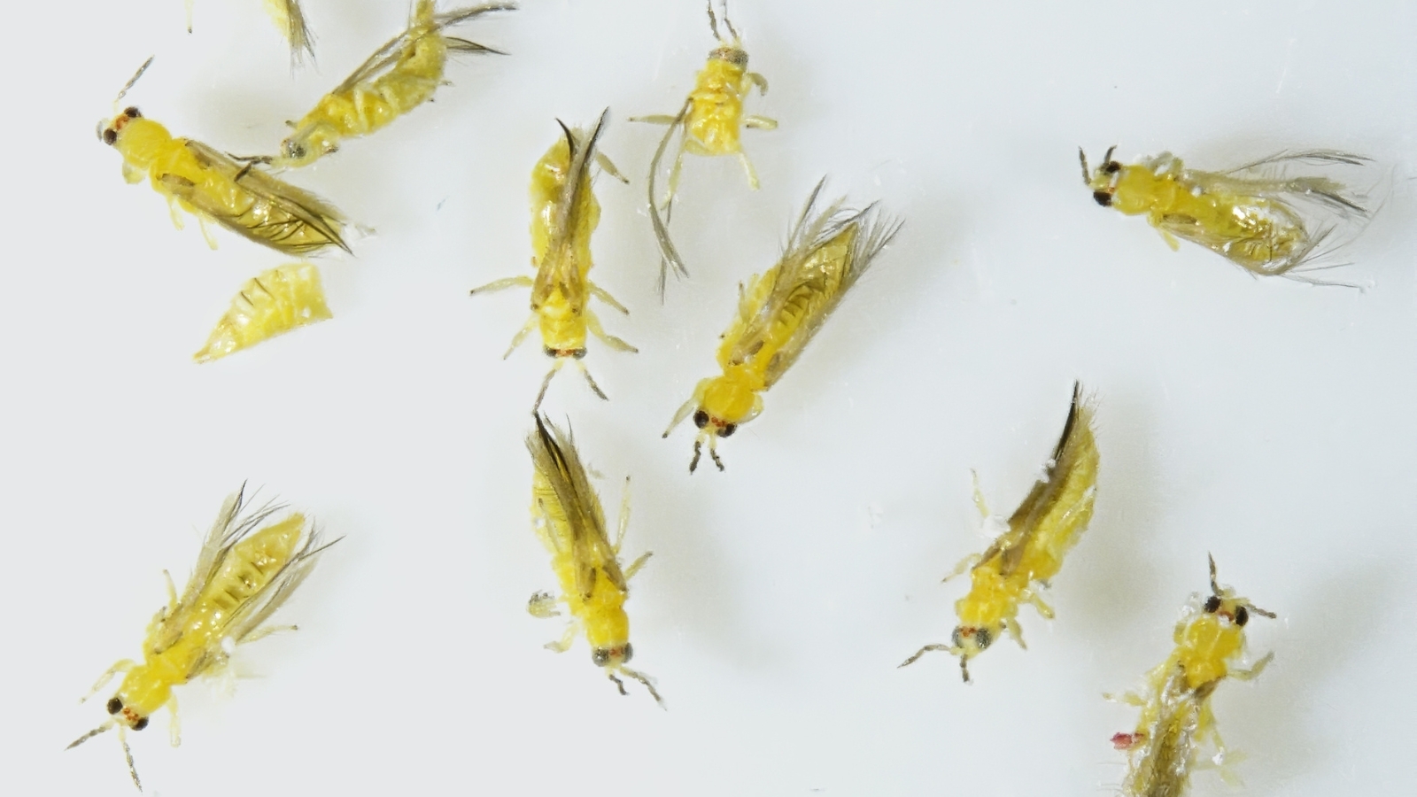 A cluster of golden, translucent Thysanoptera lie scattered on a white background, their bodies reflecting light and showing various sizes and stages of development.