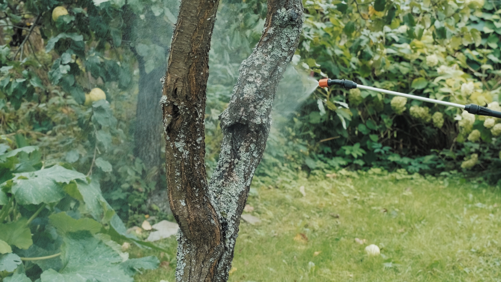 A person uses a sprayer to apply a mist of insecticide to a tree trunk, which is partially covered in rough white patches, with a lush green lawn and trees in the background.