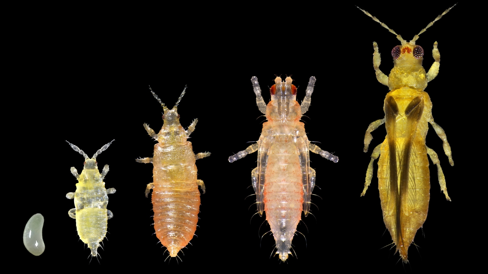 A series of Thysanoptera insects in various stages of development are arranged against a black background, showcasing changes from early instars to fully developed adult forms with translucent wings.
