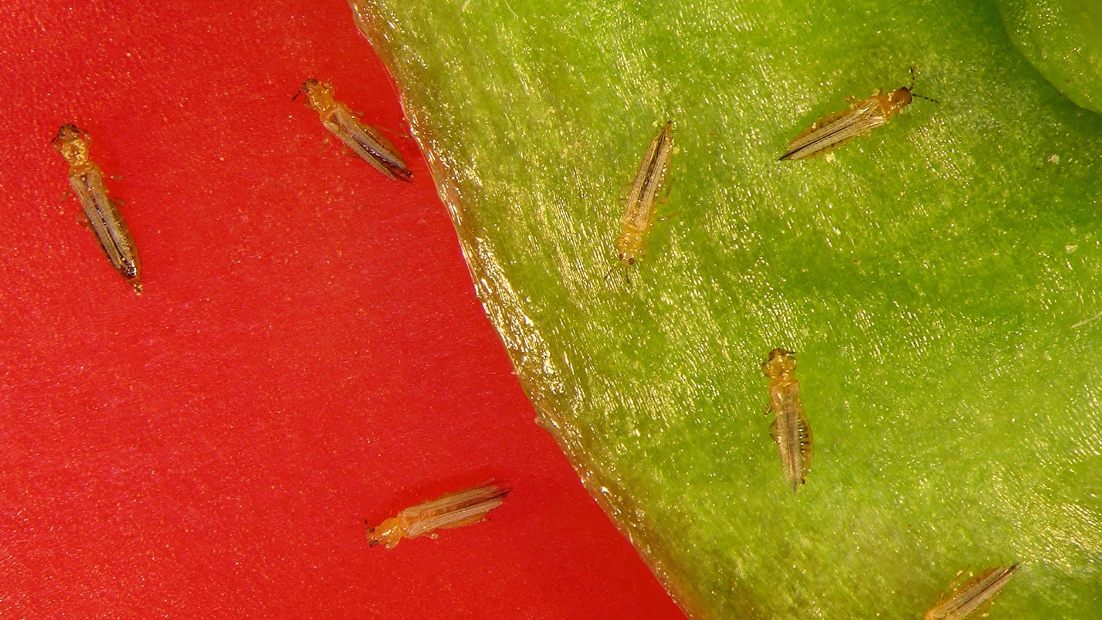A group of pale, golden Thysanoptera nymphs are scattered across a red background, their small, delicate bodies contrasting vividly with the smooth surface.