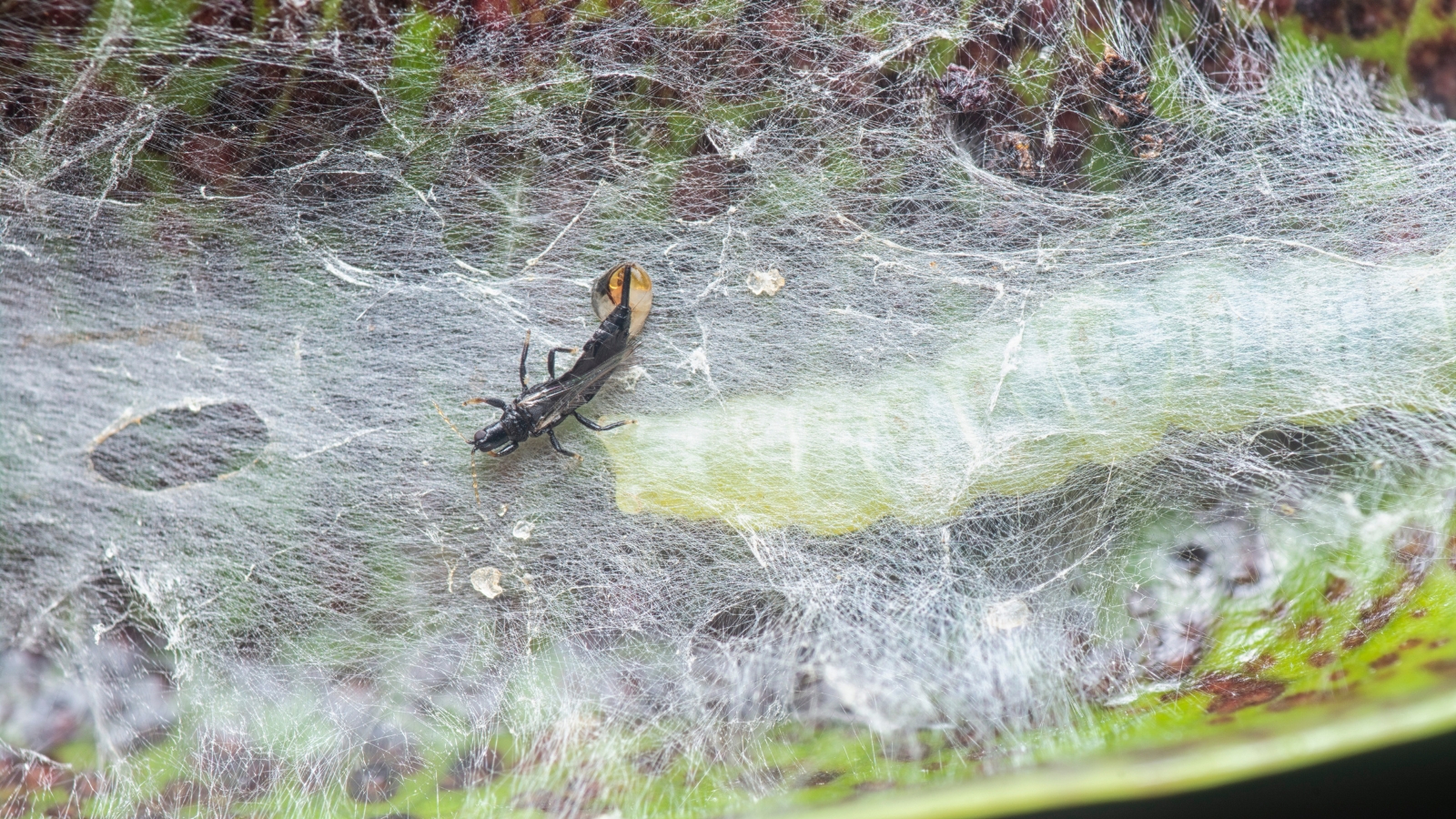A small, dark Thysanoptera moves across the surface of a crinkled, veined leaf with visible webbing and signs of damage, possibly caused by insect activity.
