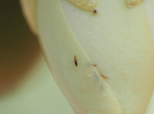 Several small, brown Thysanoptera insects cling to the surface of a smooth, pale white petal, their tiny bodies sharply contrasted against the petal's texture.