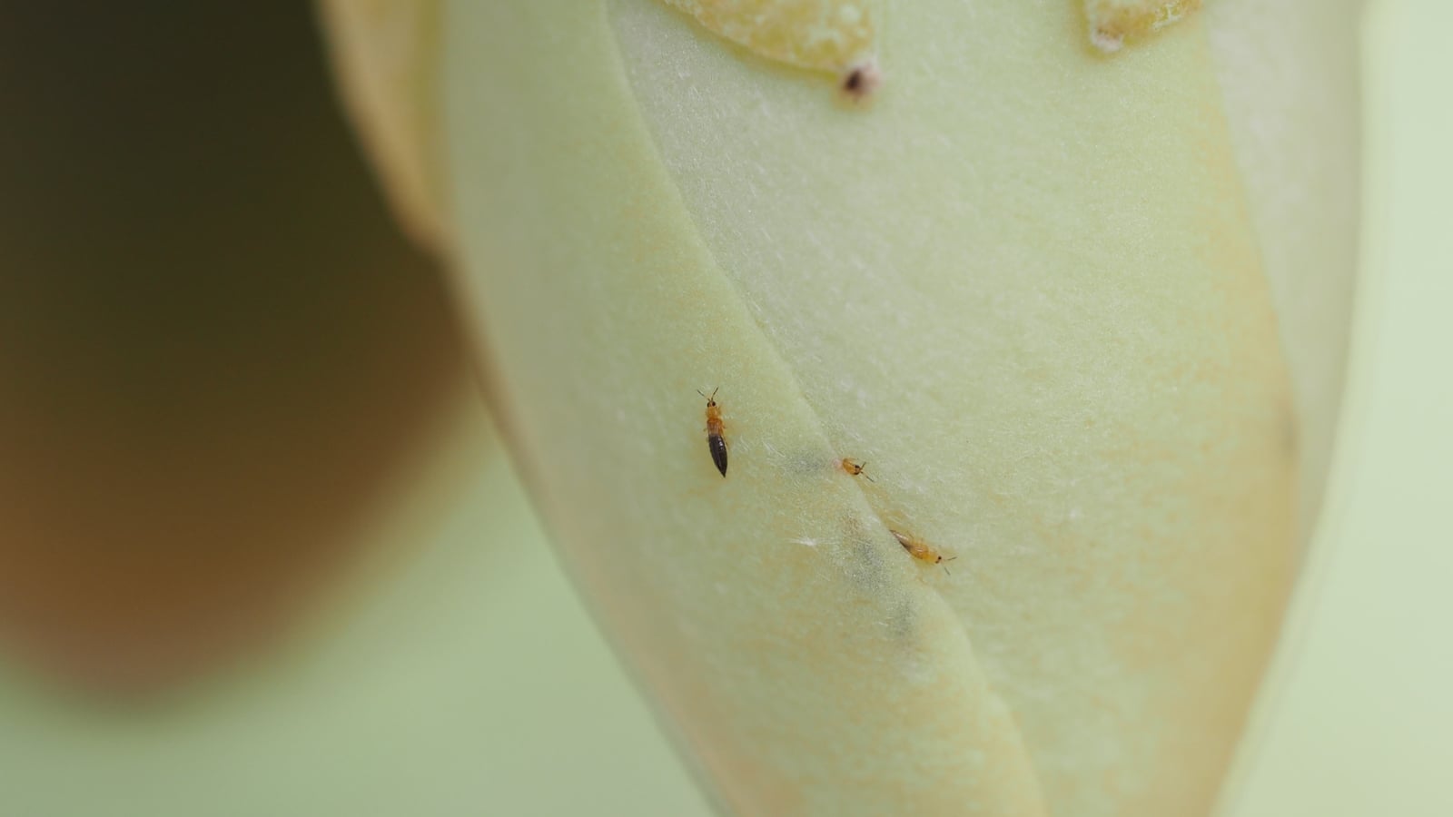 Several small, brown Thysanoptera insects cling to the surface of a smooth, pale white petal, their tiny bodies sharply contrasted against the petal's texture.