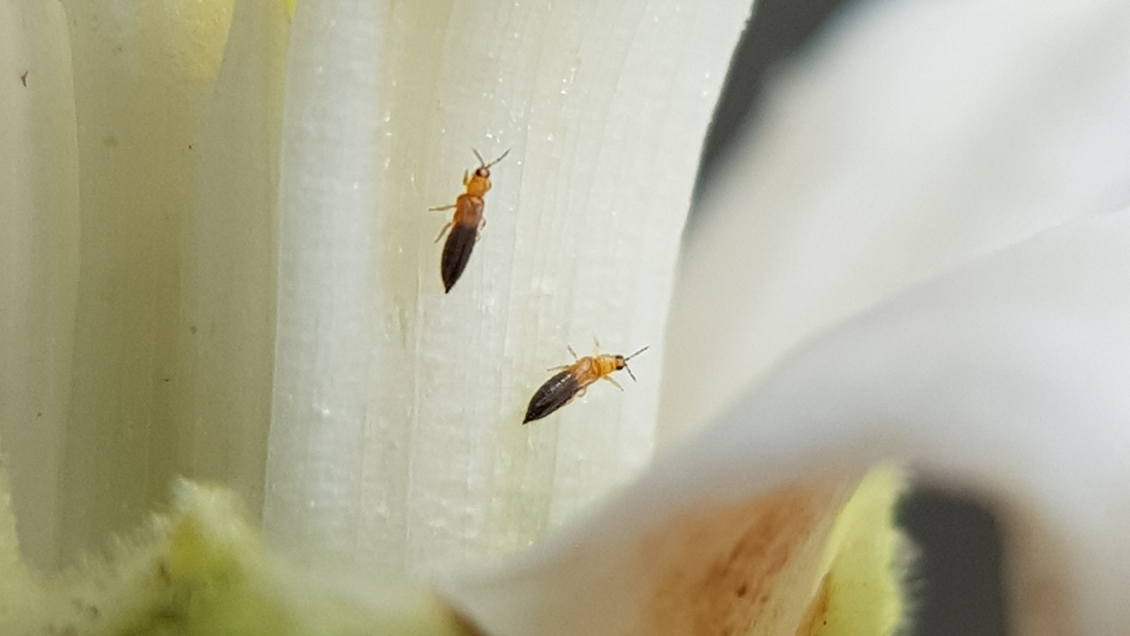 Tiny golden Thysanoptera are nestled against a delicate white petal, exploring the crevices and folds of the flower's smooth surface.