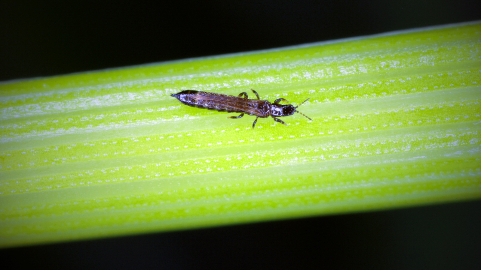A single dark Thysanoptera moves along a bright green stem, its elongated body highlighted by the light green lines and ridges of the plant stem.