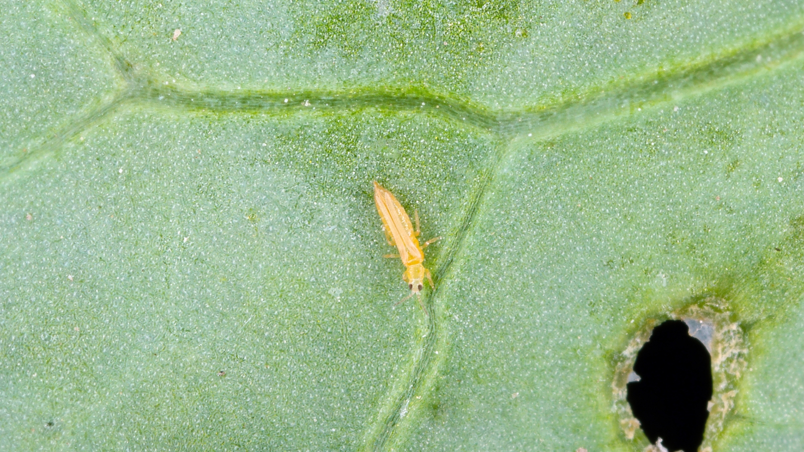 A solitary golden Thysanoptera crawls near a circular hole in a green leaf, possibly damage from feeding, the leaf’s jagged edges contrasting with its smooth underside.