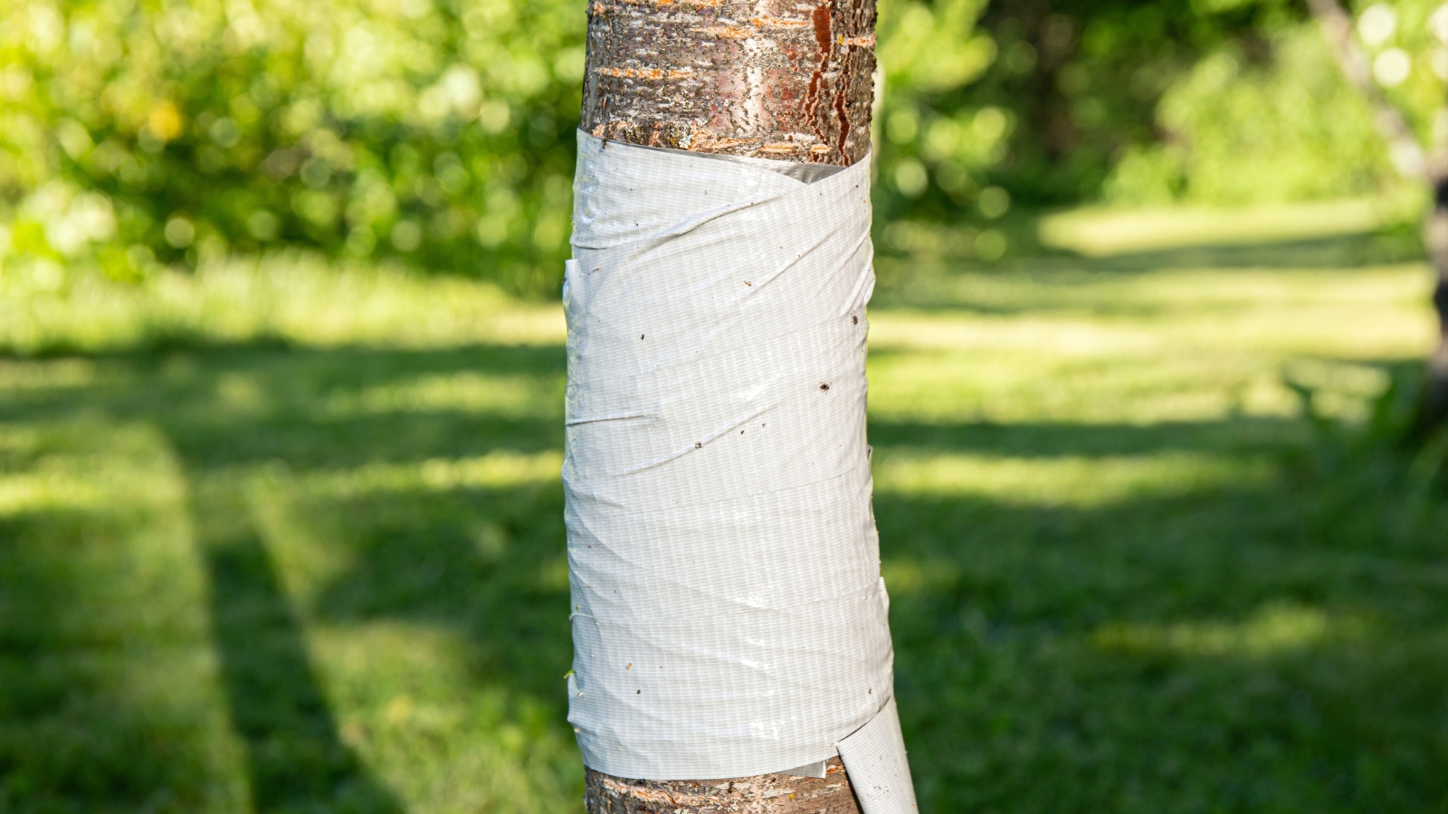 A tree trunk is tightly wrapped with white duct tape, the sticky side facing outward, in a neatly wound spiral pattern, with the lush green lawn and trees in the background.