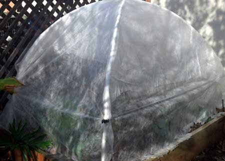 Two-Pipe Crossover Greenhouse