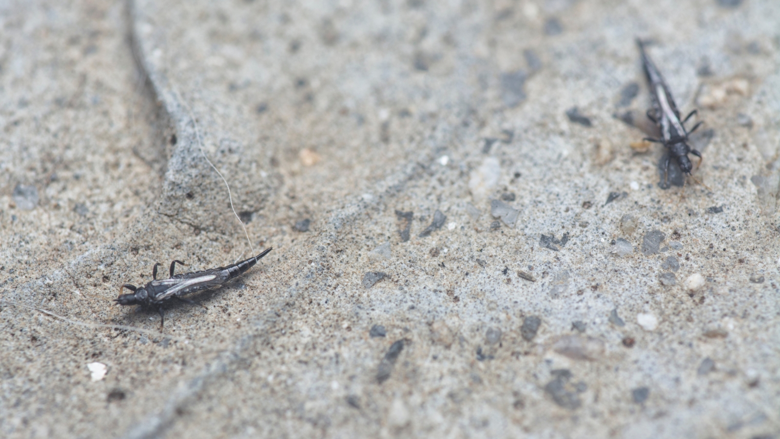 A pair of black Thysanoptera insects wander on a rough, light-colored surface, possibly soil or sand, their tiny forms standing out against the grainy background.