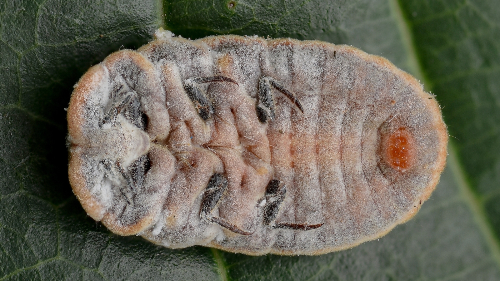 A close-up view of the underside of a grayish-brown oval insect, revealing fine, ridged striations and slightly segmented details along its surface, with a dark, blurred background.