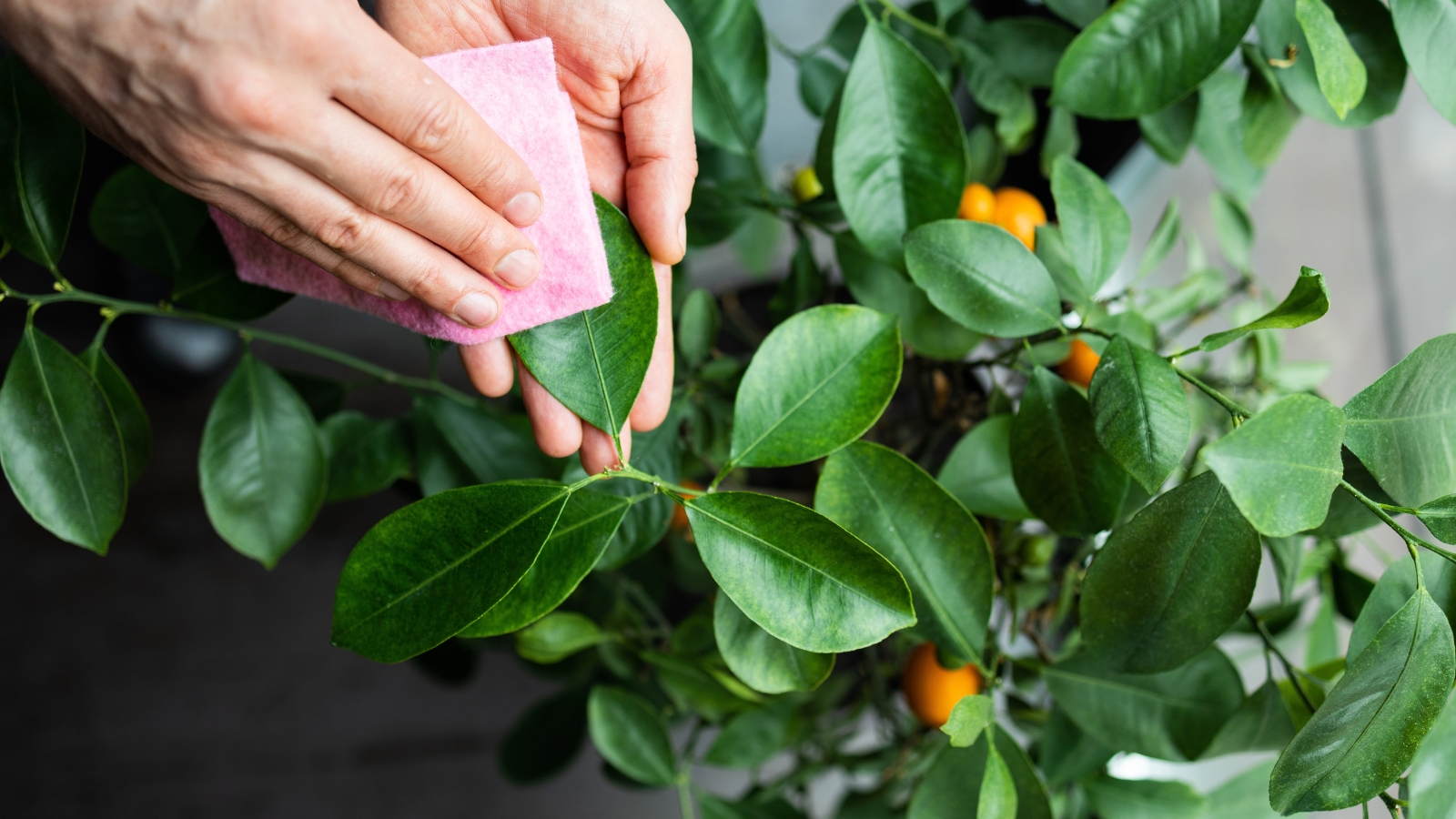 A hand gently wipes the surface of a vibrant green leaf, removing dust and debris, while the leaf remains attached to a plant surrounded by thick green foliage in soft lighting.