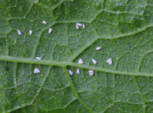 Whiteflies on leaf.