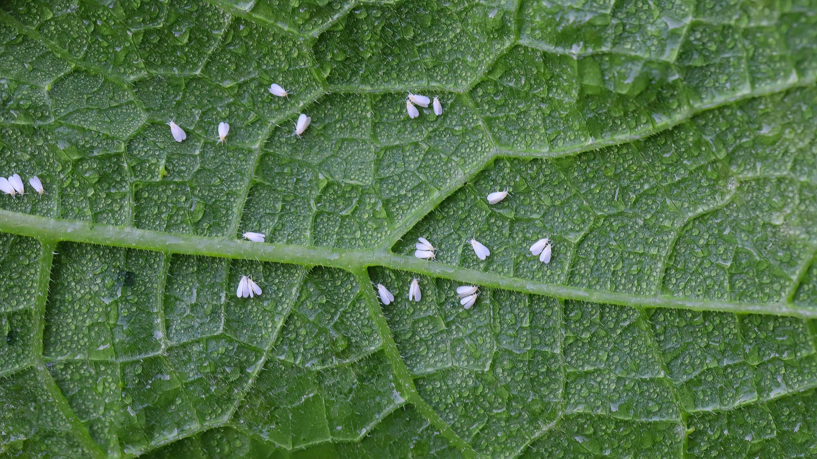 Whiteflies on leaf.