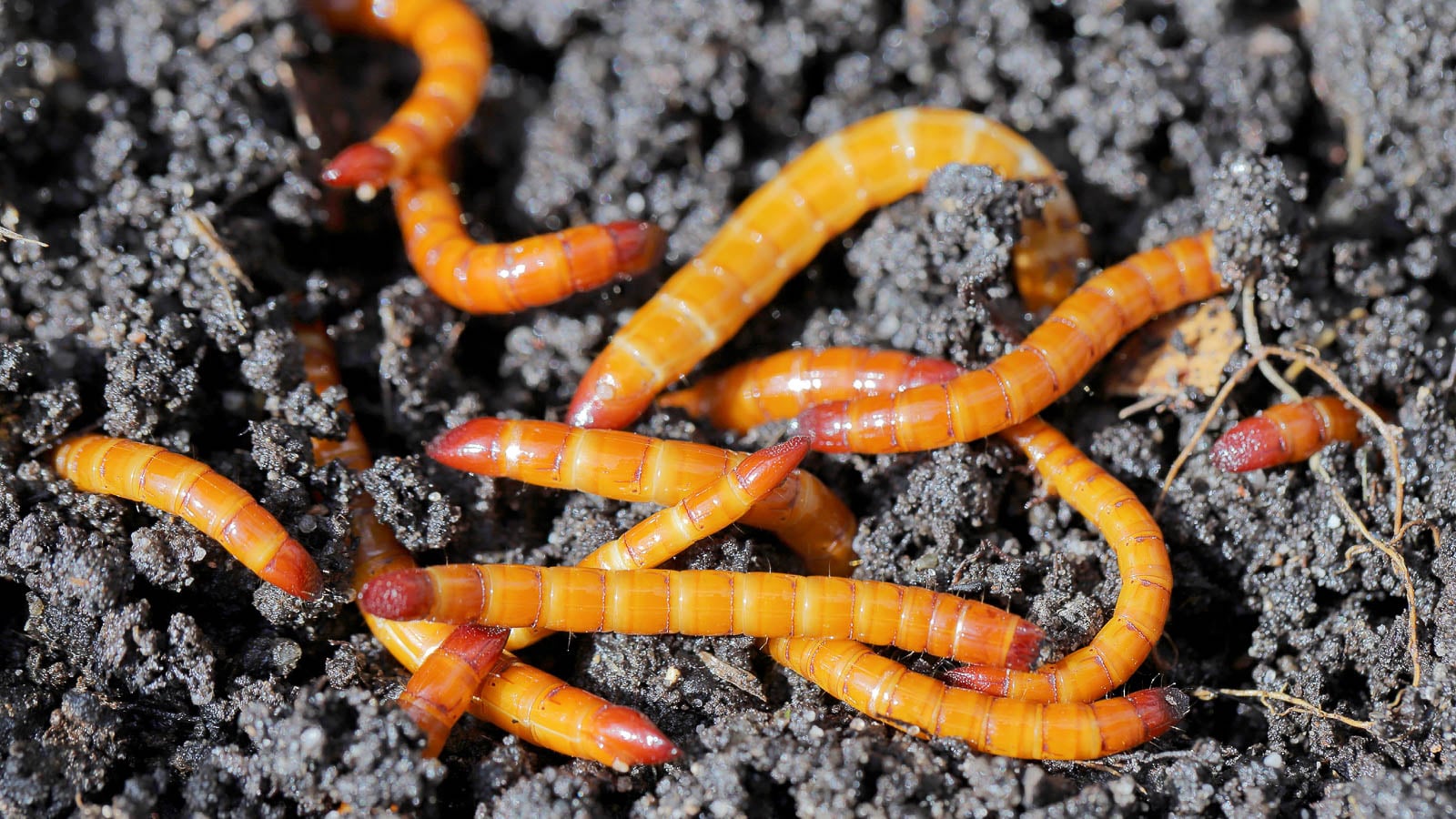 Wireworms in garden soil.