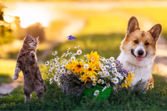 A close-up shot of a cat and a dog beside a small pot of flowers, showcasing pet-safe garden