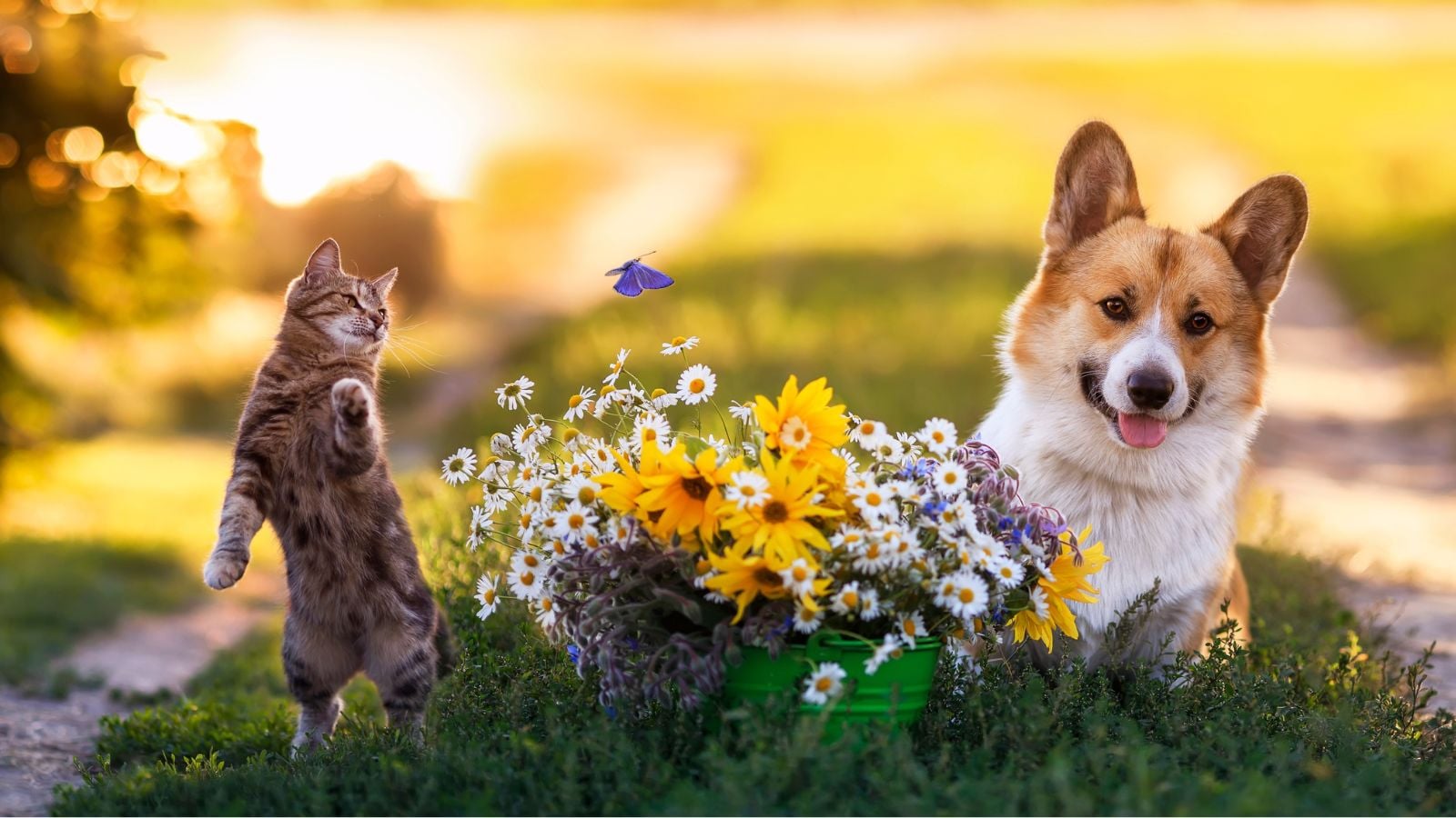 A close-up shot of a cat and a dog beside a small pot of flowers, showcasing pet-safe garden
