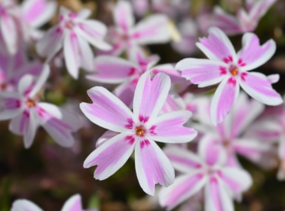 A close-up shot of a composition of pink and white colored flowers called creeping phlox