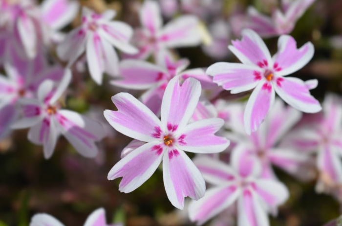 A close-up shot of a composition of pink and white colored flowers called creeping phlox
