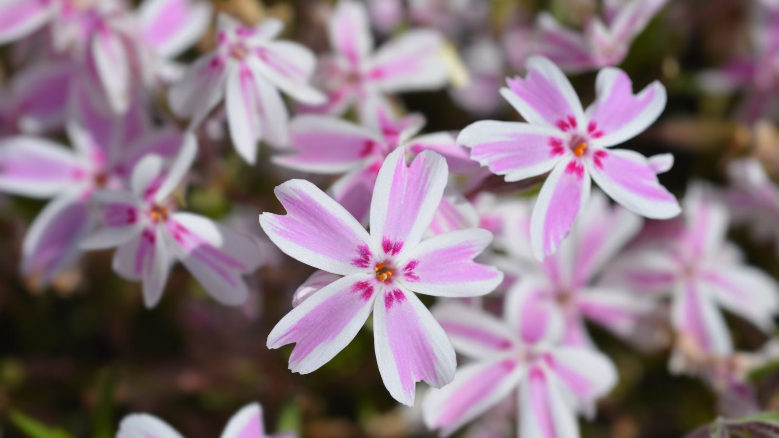 A close-up shot of a composition of pink and white colored flowers called creeping phlox