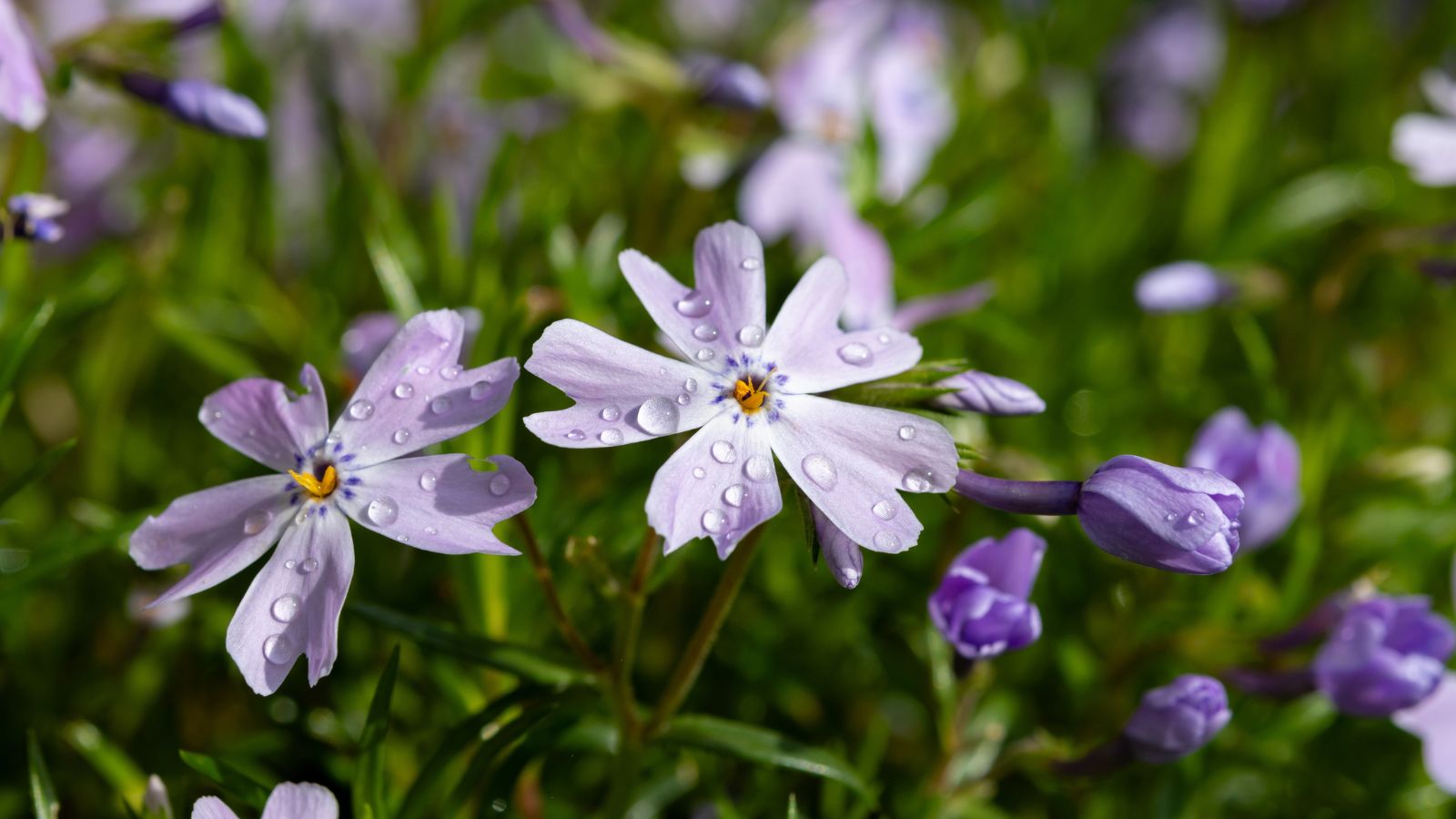 A close-up shot of a small purple flower alongside its buds in a well lit area