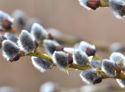 A close-up shot of branches of a pussy willow