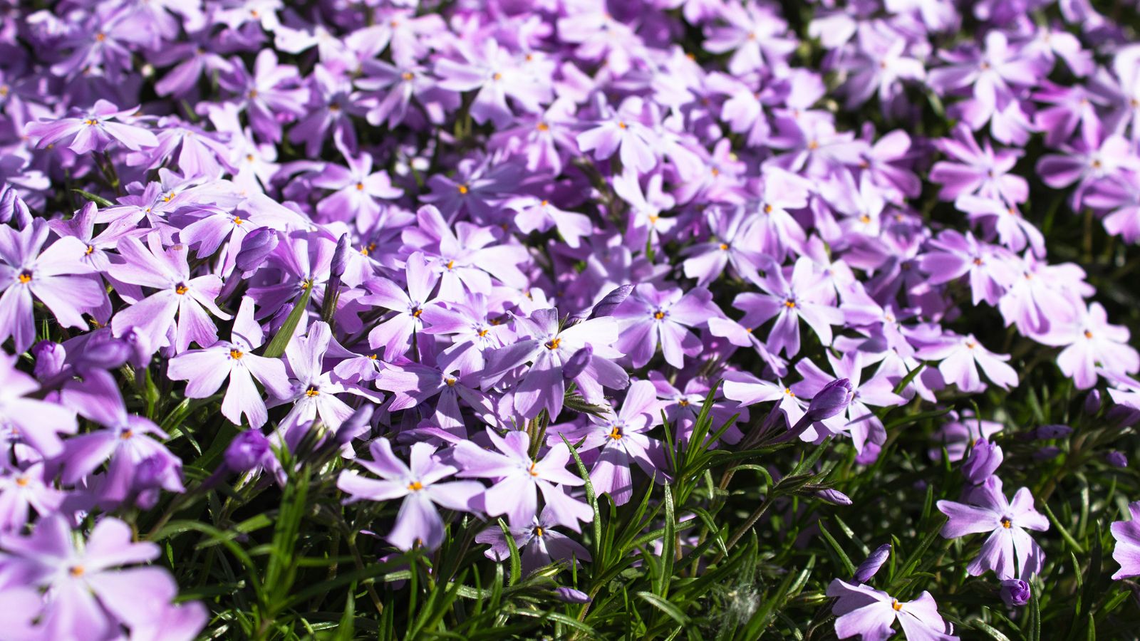 A shot of a composition of developing purple colored flowers basking in bright sunlight in a well lit area