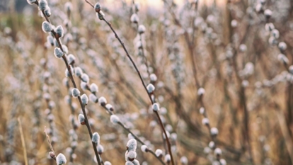 A shot of a composition of twigs of a salix plant showcasing its fuzzy catkin blooms