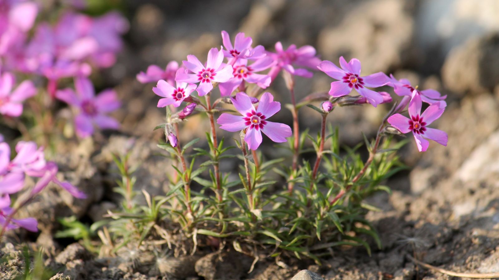 A shot of developing pink flowers growing on a rocky area outdoors