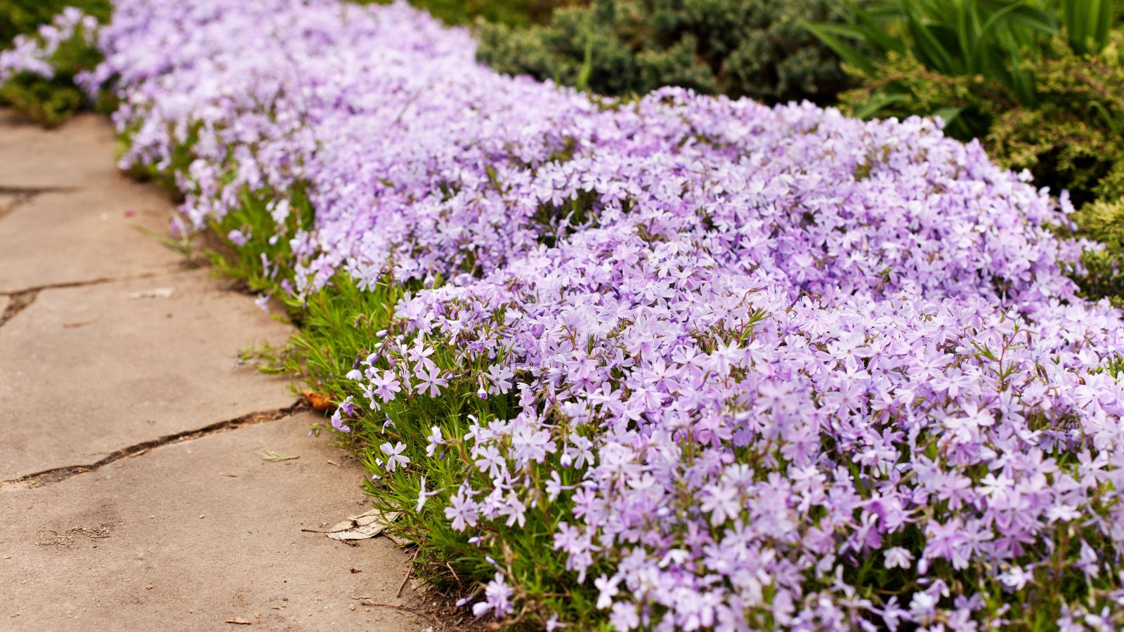 A shot of low growing developing purple flowers near a pathway and alongside other foliage in a well lit area outdoors