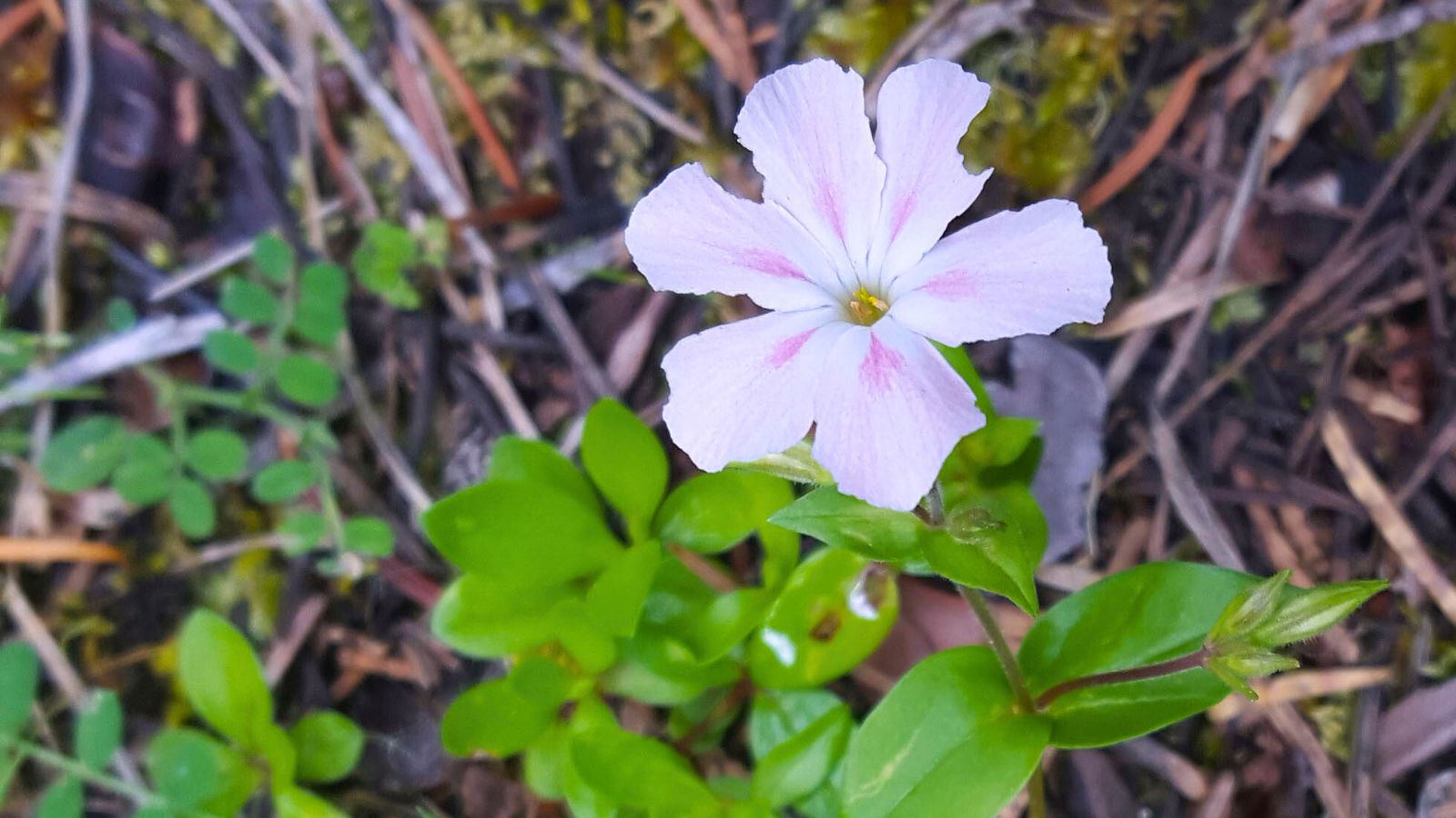 An overhead and close-up shot of a developing pink colored woodland flower