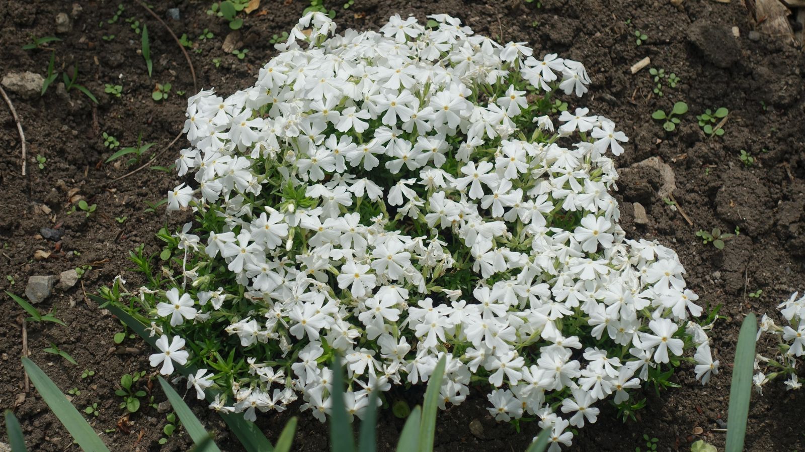 An overhead shot of developing white flowers in rich soil in a well lit area