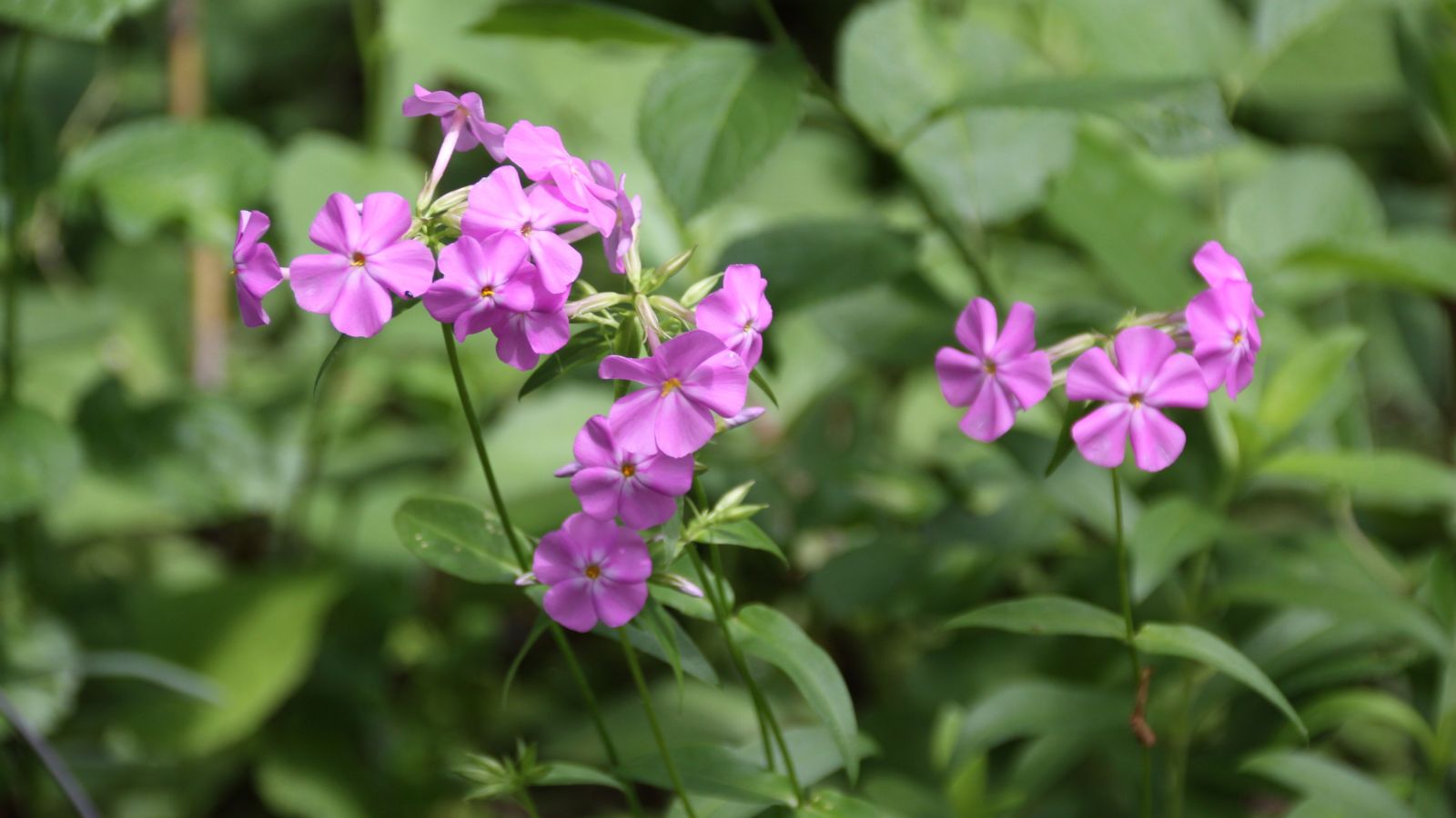 A shot of developing variety of pink colored flowers along with its green stem and leaves in a well lit area