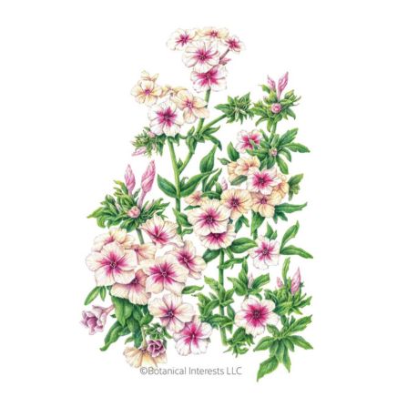 Cherry Caramel Phlox