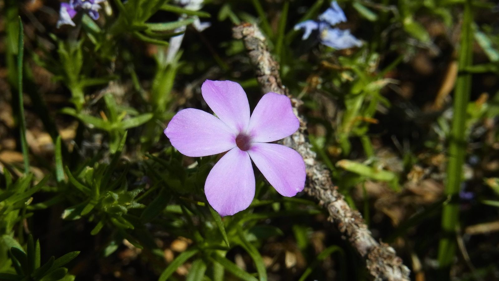 A shot of a developing light-purple colored flower alongside other foliage in an area outdoors