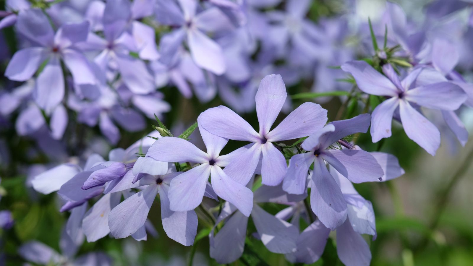 A close-up and focused shot of lavender-colored flowers in a well lit area outdoors