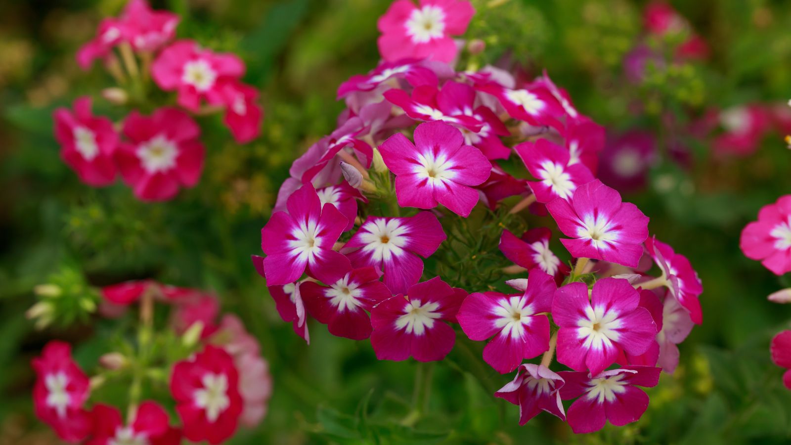 A shot of developing variety of bright pink flowers in a well lit area