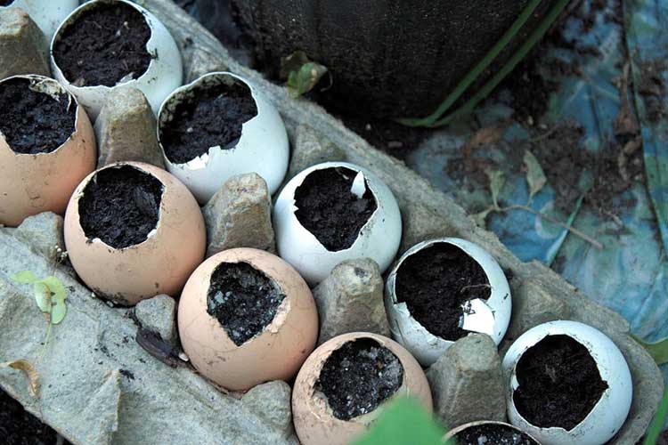 Eggshell pots