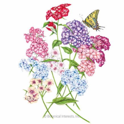 Grandiflora Starry Eyes Blend Phlox