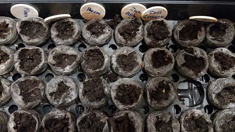 Jiffy pellets in use