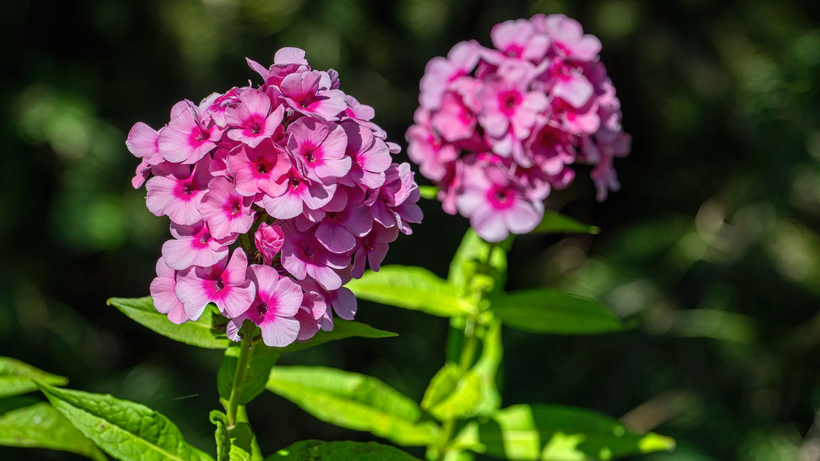 A shot of 2 developing pink pannicle cluster of flowers alongside its green stems and leaves in a well lit area