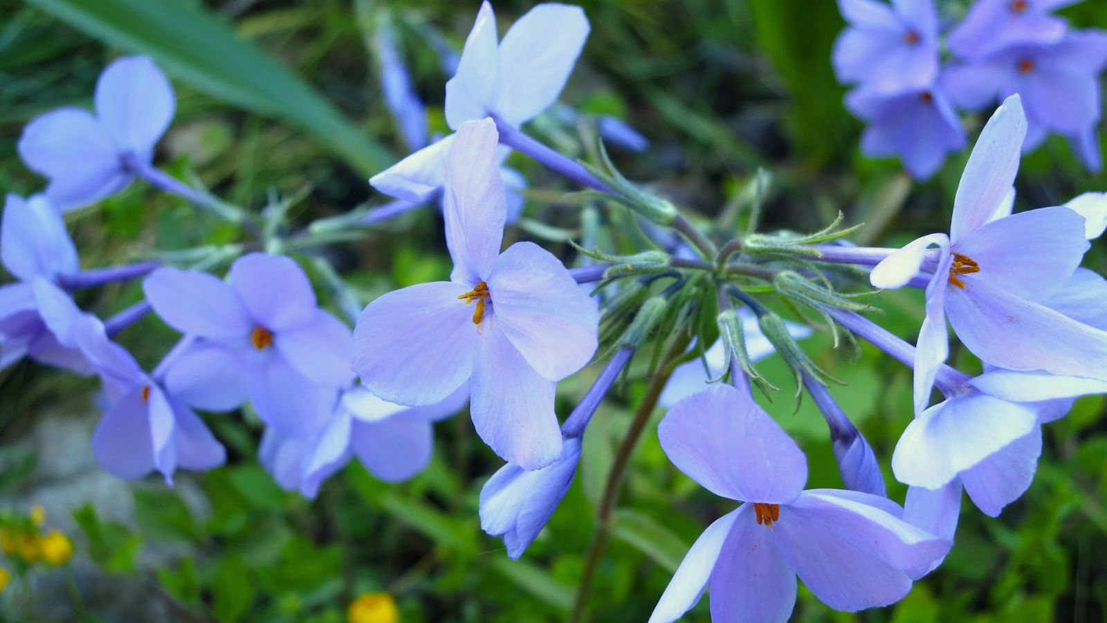 A close-up shot of a developing blue colored flowers in a well lit area outdoors