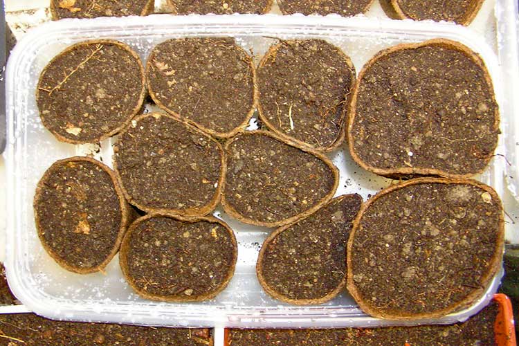 Homemade peat pots