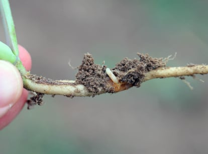 Root maggots eating vegetable roots.